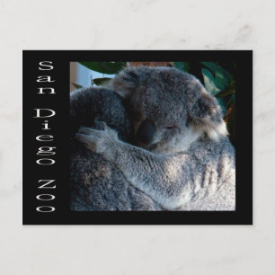 Koala beren briefkaart