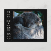 Koala beren briefkaart (Voorkant)