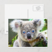 Koala Beren Briefkaart (Voorkant / Achterkant)