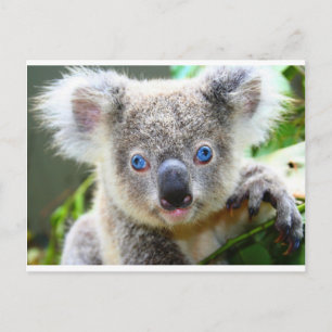 Koala Beren Briefkaart