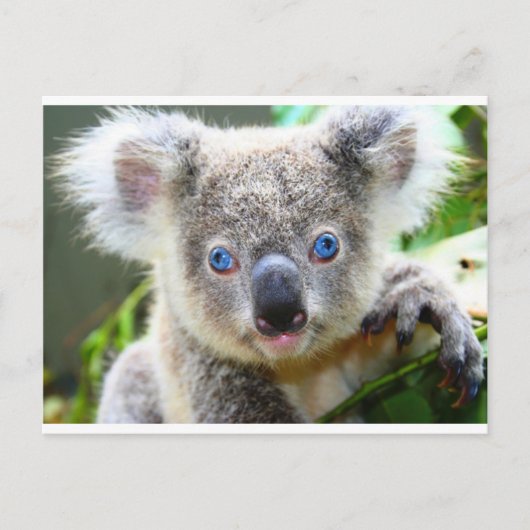 Koala Beren Briefkaart (Voorkant)
