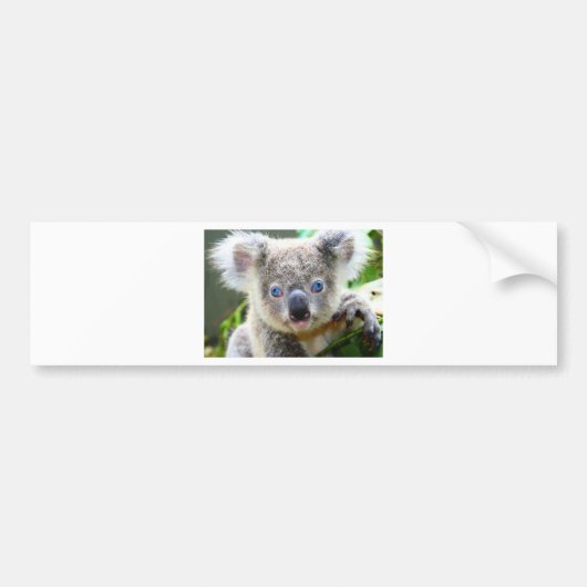 Koala Beren Bumpersticker (Voorkant)