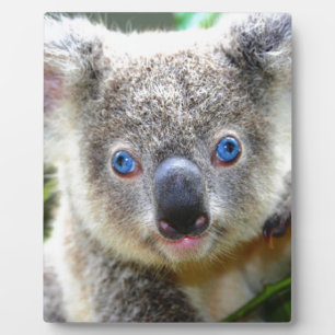 Koala Beren Fotoplaat