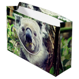Koala Beren Groot Cadeauzakje