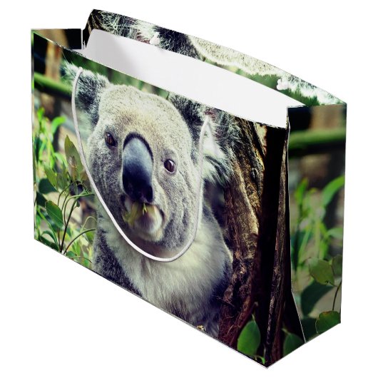 Koala Beren Groot Cadeauzakje (Achterkant Gekanteld)