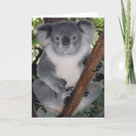 Koala Beren Kaart