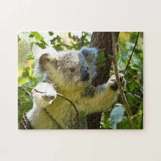 Koala-Beren. Legpuzzel (Horizontaal)