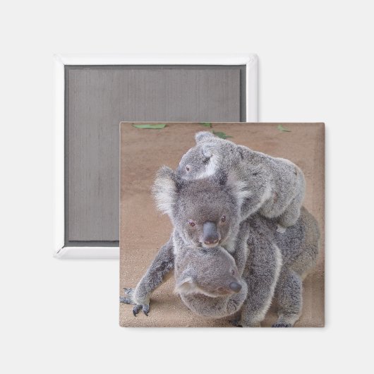 Koala Beren Magnet (Voorkant / Achterkant)