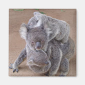 Koala Beren Magnet (Voorkant)