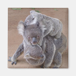 Koala Beren Magnet