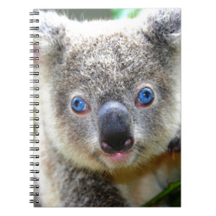 Koala Beren Notitieboek