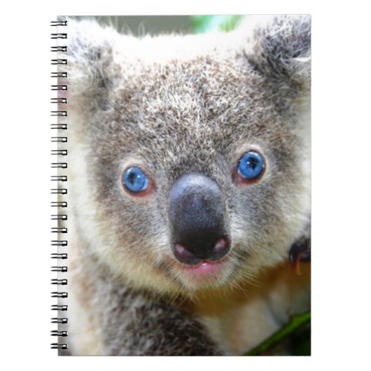 Koala Beren Notitieboek (Voorkant)