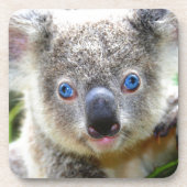 Koala Beren Onderzetter (Voorkant)