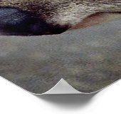 Koala Beren Poster (Hoek)