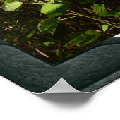 Koala Beren slapen in bomen, Poster (Hoek)