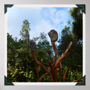 Koala Beren slapen in bomen, Poster