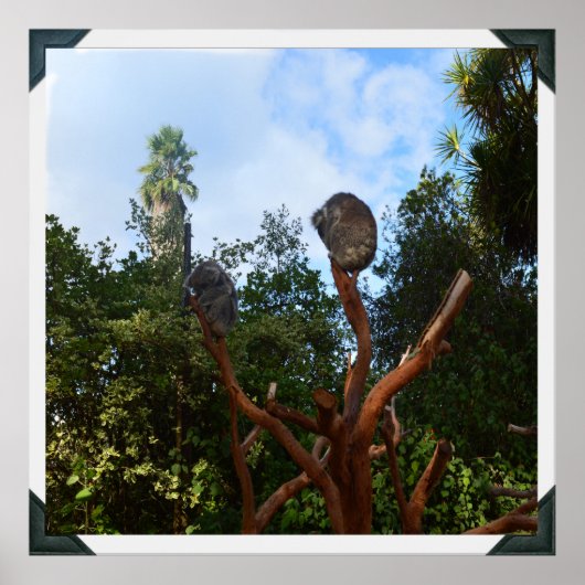 Koala Beren slapen in bomen, Poster (Voorkant)