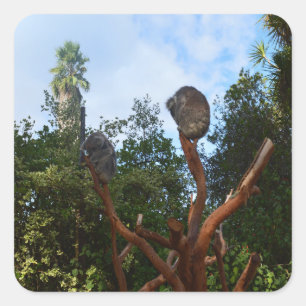 Koala Beren slapen in bomen, Vierkante Sticker