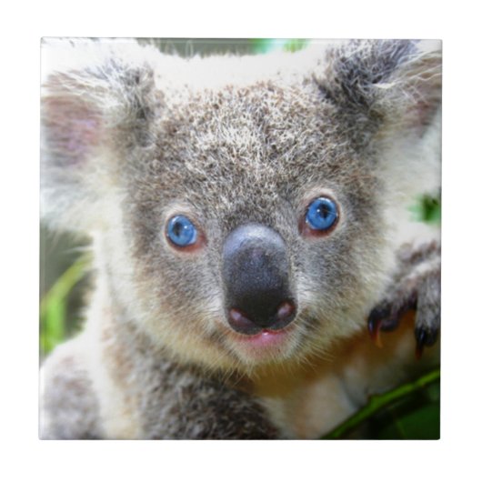 Koala Beren Tegeltje (Voorkant)