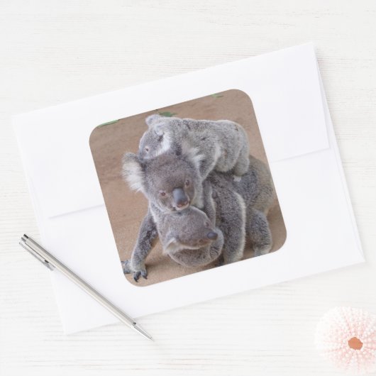 Koala Beren Vierkante Sticker (Envelop)