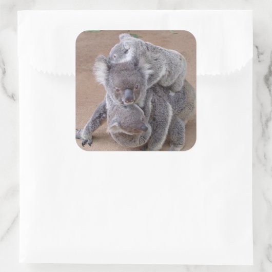Koala Beren Vierkante Sticker (Tas)