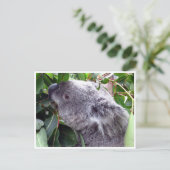 koala bladeren briefkaart (Staand voorkant)