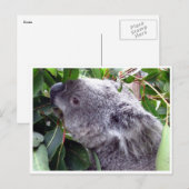 koala bladeren briefkaart (Voorkant / Achterkant)