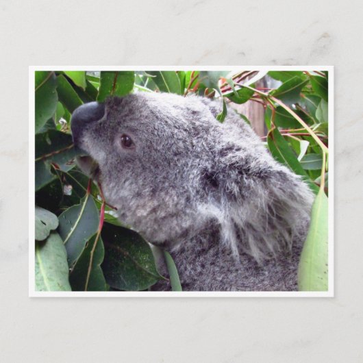 koala bladeren briefkaart (Voorkant)