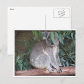 koala bladeren briefkaart (Voorkant / Achterkant)