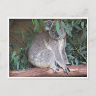 koala bladeren briefkaart