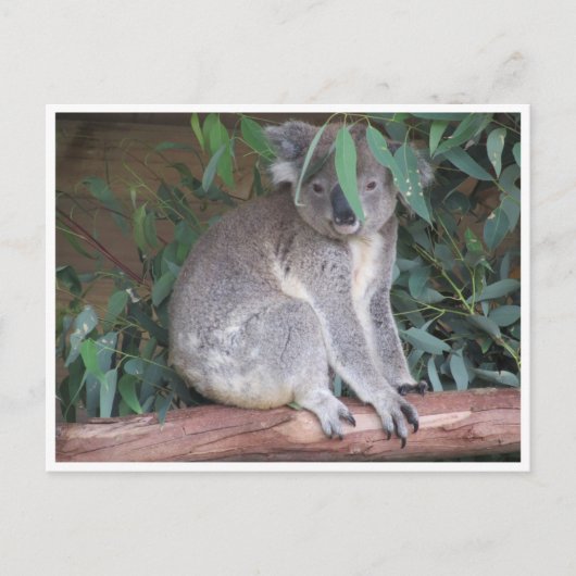 koala bladeren briefkaart (Voorkant)