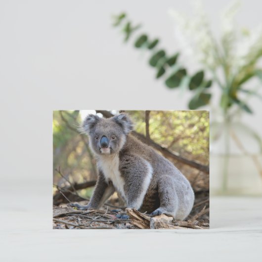Koala Briefkaart (Staand voorkant)
