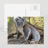 Koala Briefkaart (Voorkant / Achterkant)