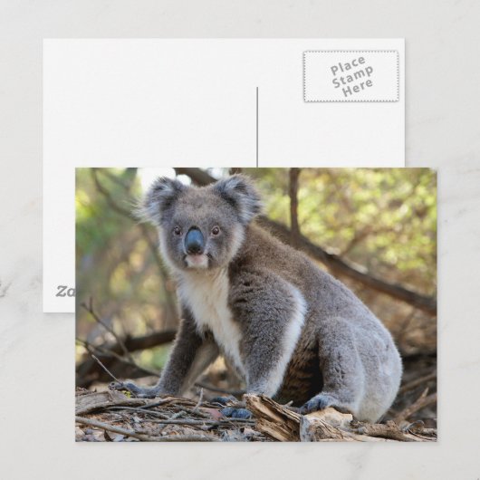 Koala Briefkaart (Voorkant / Achterkant)