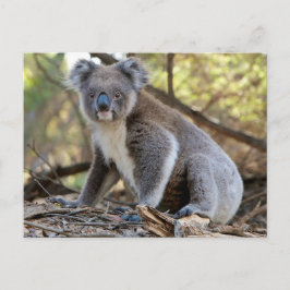 Koala Briefkaart