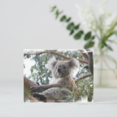 Koala Briefkaart (Staand voorkant)