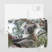 Koala Briefkaart (Voorkant / Achterkant)