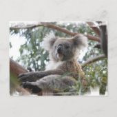 Koala Briefkaart (Voorkant)