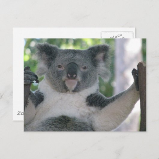 Koala Briefkaart (Voorkant / Achterkant)