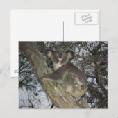 Koala Briefkaart (Voorkant / Achterkant)