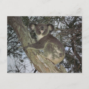 Koala Briefkaart