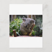 Koala Briefkaart (Voorkant)