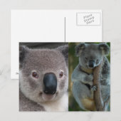 Koala Briefkaart (Voorkant / Achterkant)