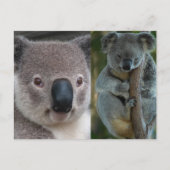 Koala Briefkaart (Voorkant)