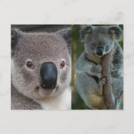 Koala Briefkaart