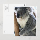 koala briefkaart (Voorkant / Achterkant)