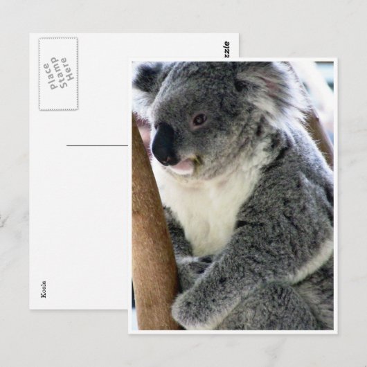 koala briefkaart (Voorkant / Achterkant)