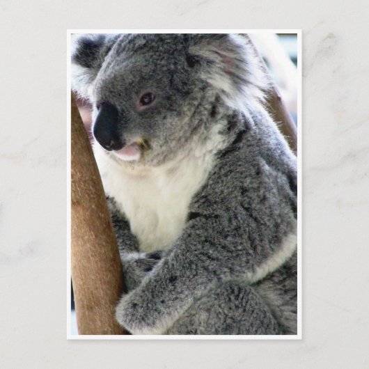 koala briefkaart (Voorkant)