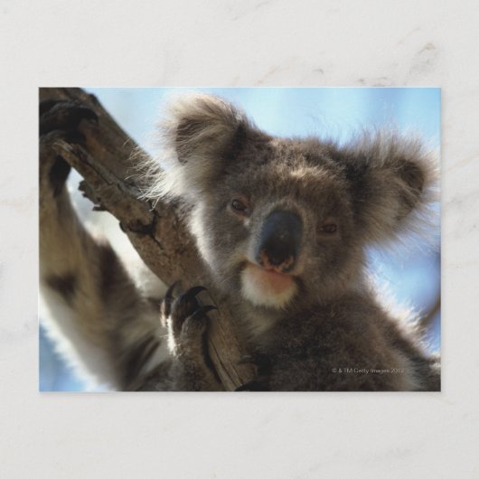 koala briefkaart (Voorkant)