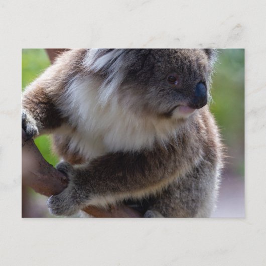 Koala Briefkaart (Voorkant)